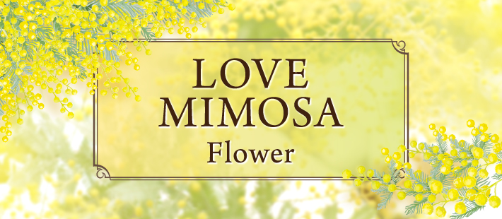 LOVE-MIMOSA-Flower